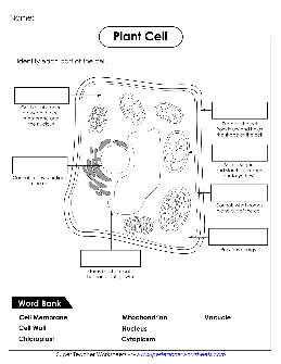 Cells Worksheets – TheWorksheets.CoM – TheWorksheets.com